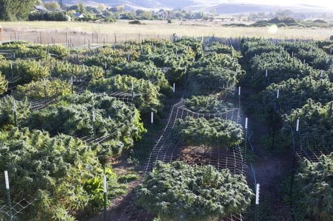 Cannabis growing oudoors with a SCROG (screen of green) for maximum yield and cola development.