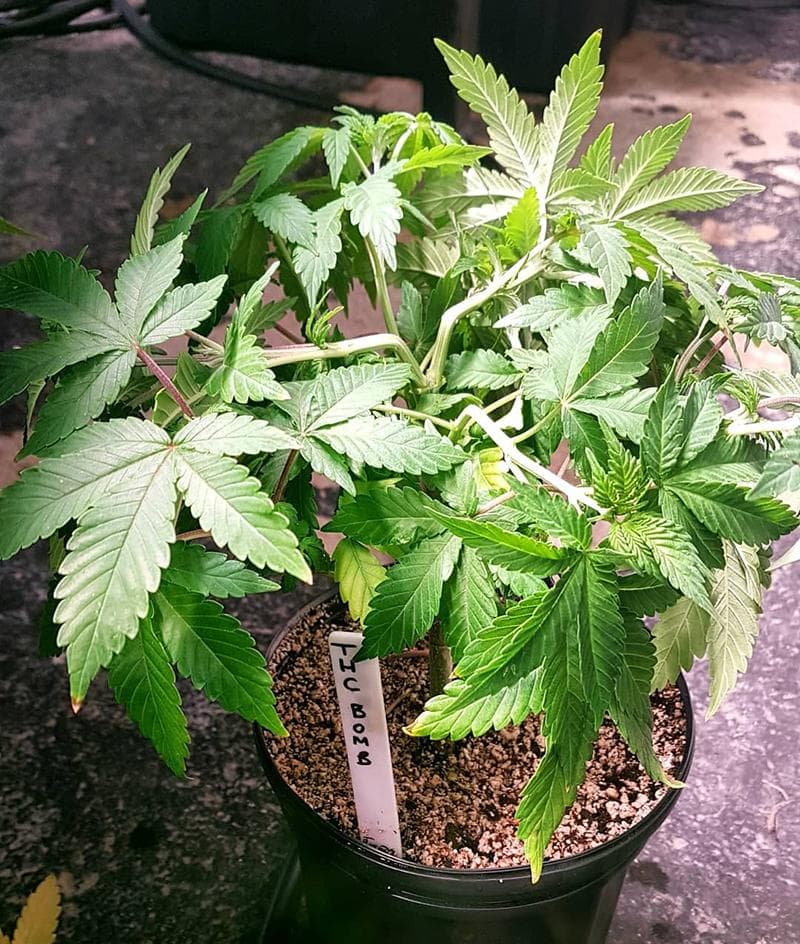 (THC Bomb seedling, Dr. Cannabist, on Instagram)