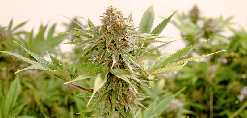Agent Orange Cannabis Strain Everything You Need To Know Weed Republic