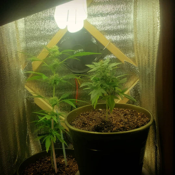 ak48 grow flower cannabis