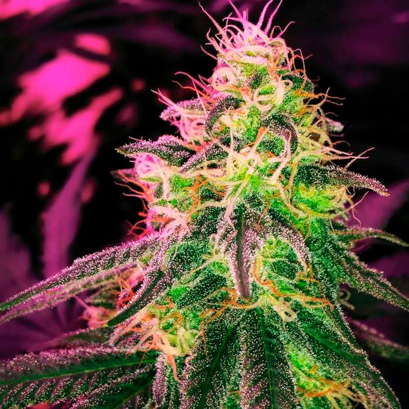 black jack marijuana femenized strain picture