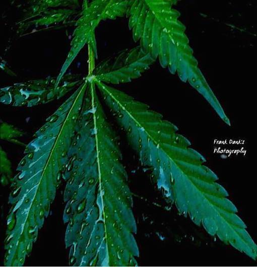 maui wowie marijuana leaf plant