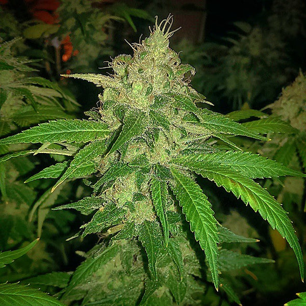 mk ultra indica marijuana grow
