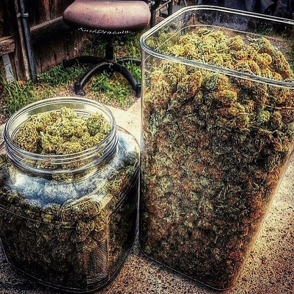 thc marijuana harvest