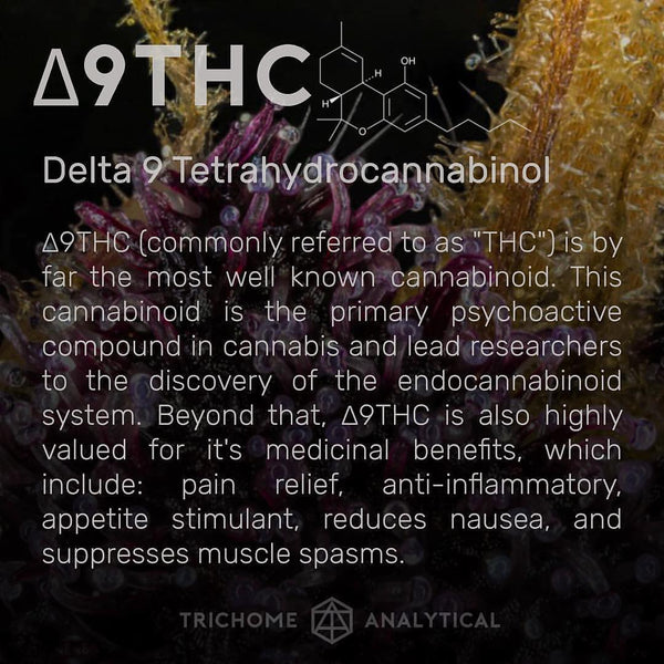 thc cannibinoid information