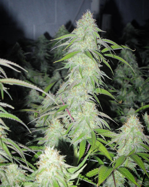 weed dank grow cannabis