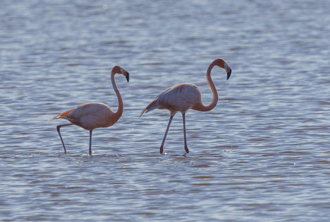 Flamingos