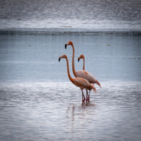 Flamingos