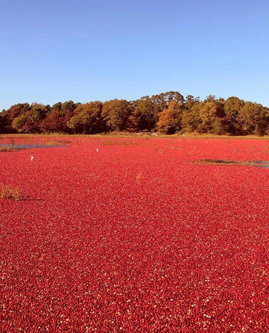 Cranberry Bogs