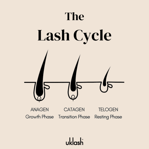 The Lash Cycle - Eyelash Growth Cycle Phases