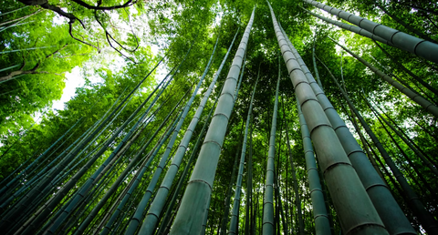 bamboo as an alternative