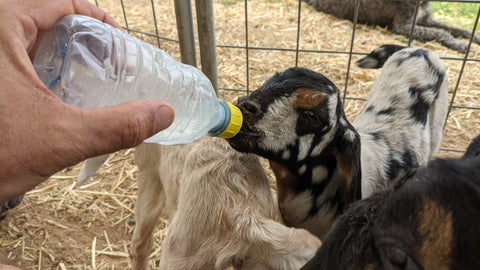 baby goat nursing from bottle