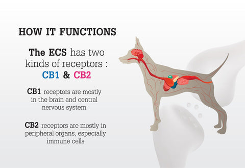 Buy CBD Products