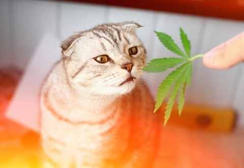 CBD products to pets