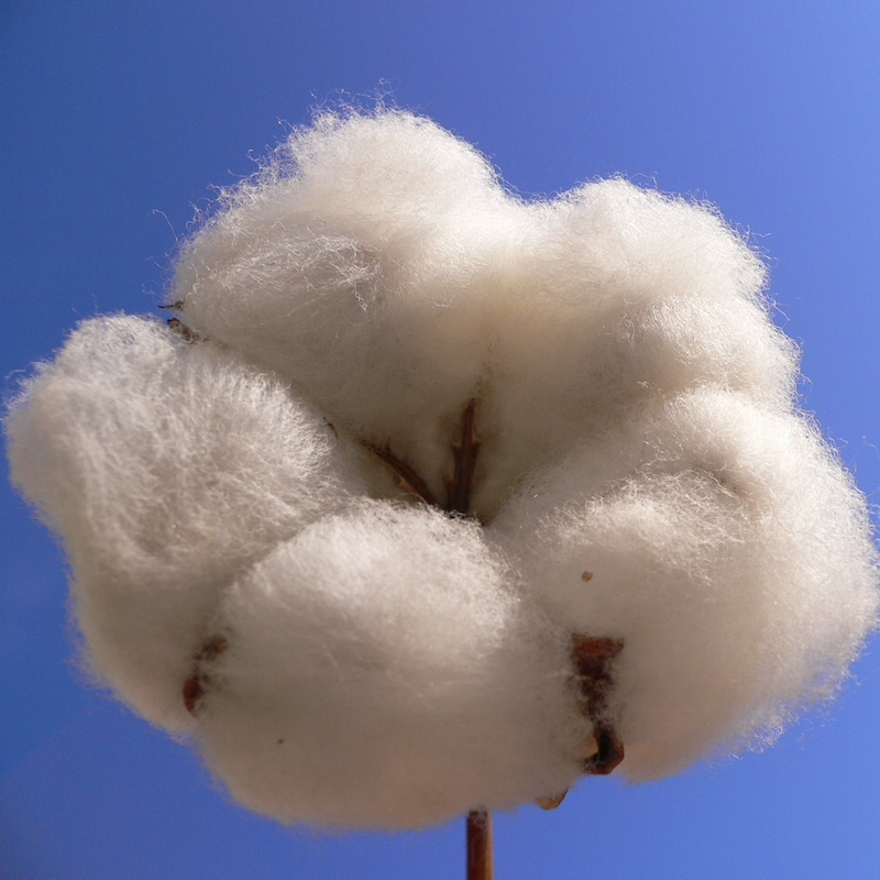 Is Cotton Hypoallergenic? Learn The Effects Cotton Has on Your Health –  Blissy