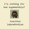 Labradoodle models wanted 