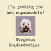 Cavapoo models wanted 