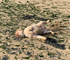 dog rolling on beach
