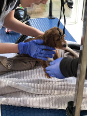 Puppy having fur dried