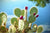 Kaktusfeigenkernöl und die wundersame Wirkung