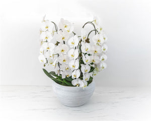 Cascading Orchid Plants
