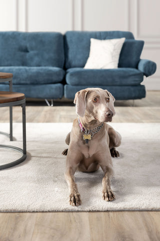 Dog on a carpet