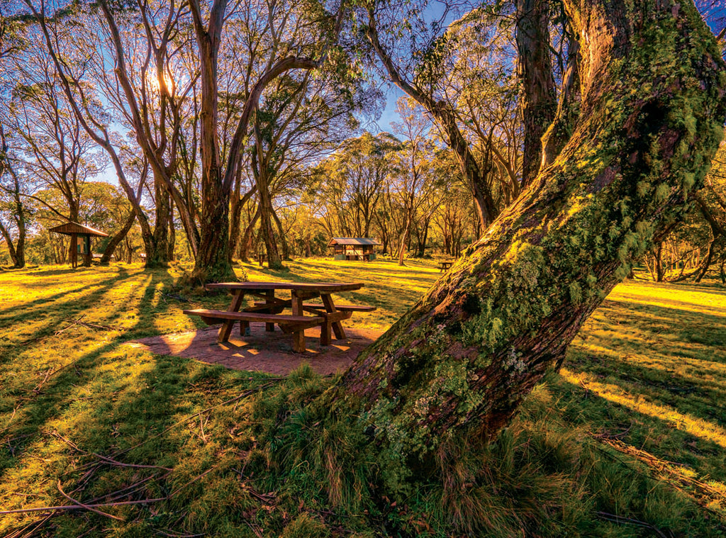 Polblue- Barrington Tops National Park, NSW
