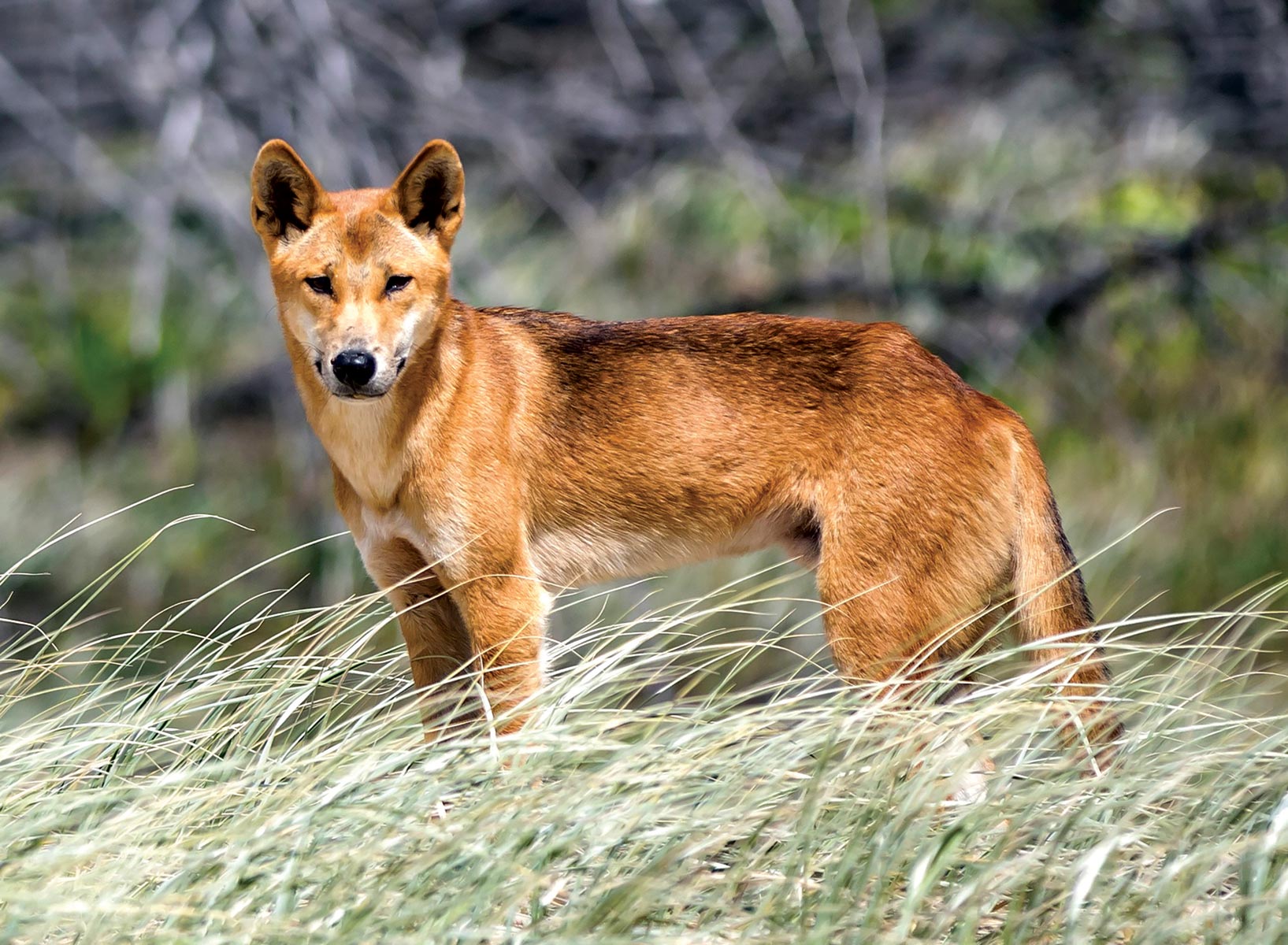 Dingo at K'Gari Fraser Island