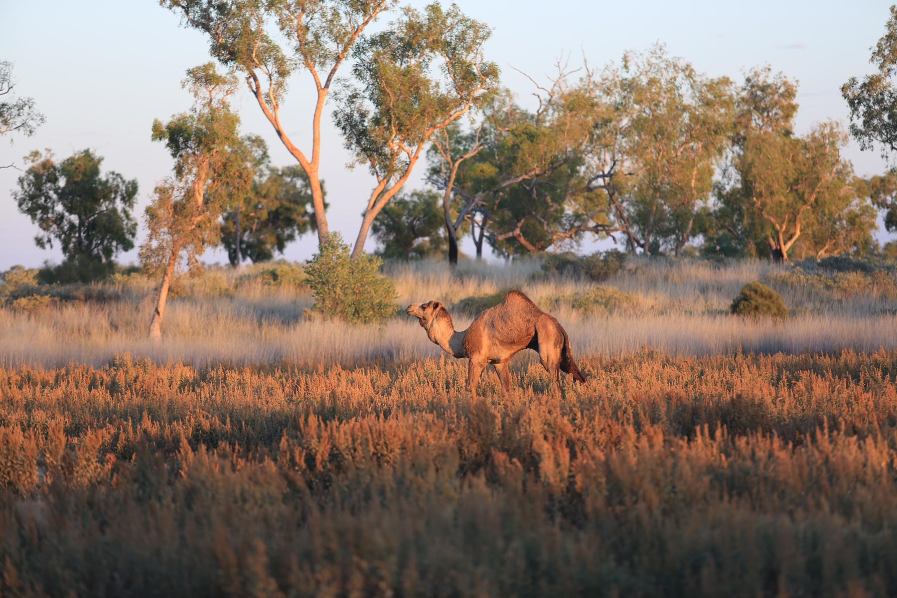 Canning Stock Route camels