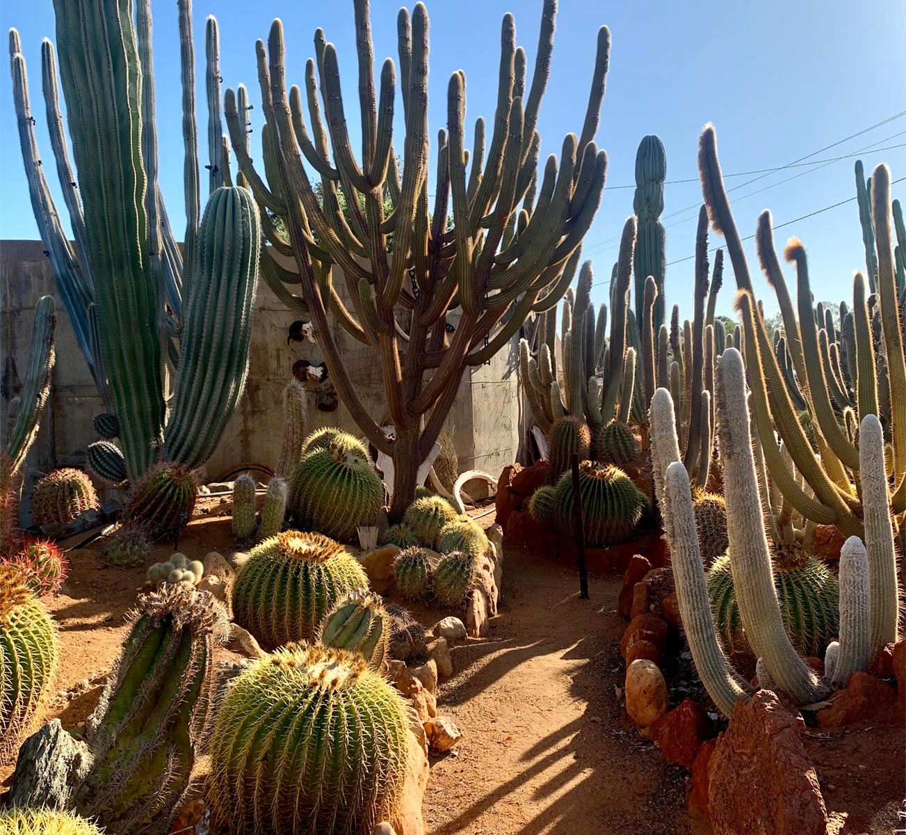 Carnarvon Cactus Farm