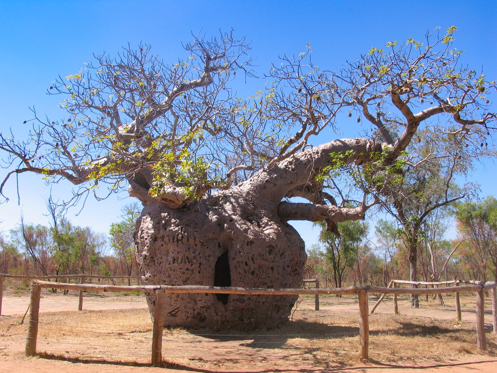 The Prison Boab Tree near Derby in the Kimberley region