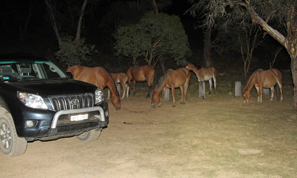 Brumbies looking for food