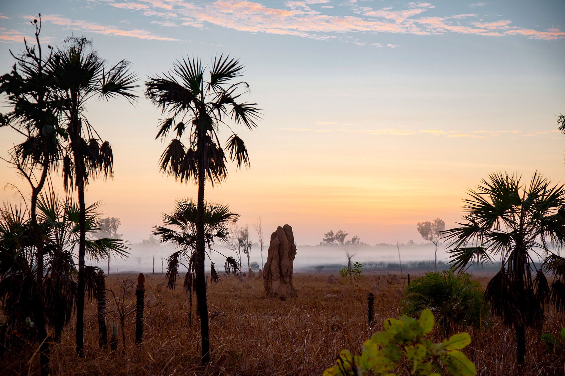 Litchfield National Park termite mounds