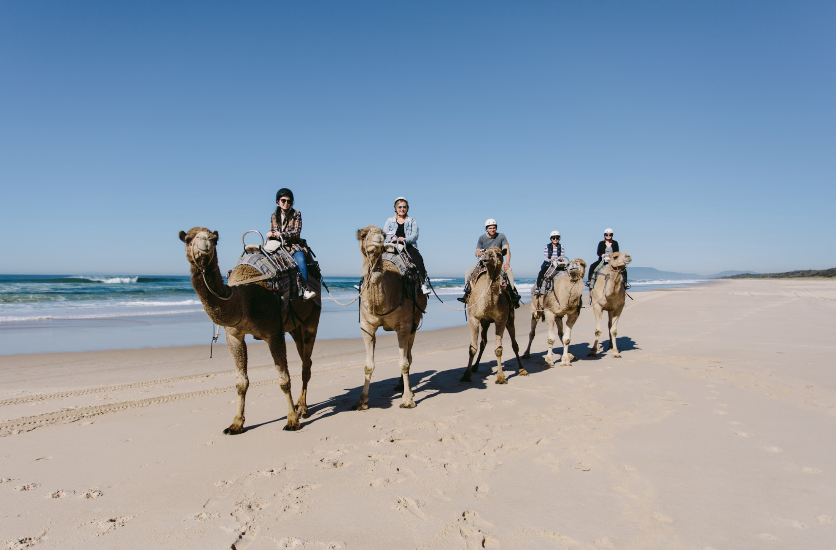 Camels at Lighthouse Beach 
