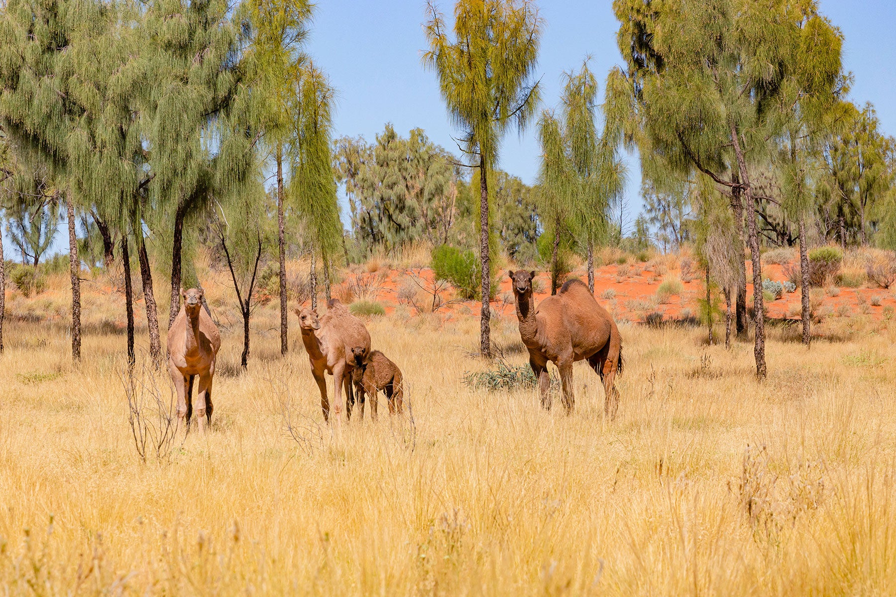 Gibson Desert Camels