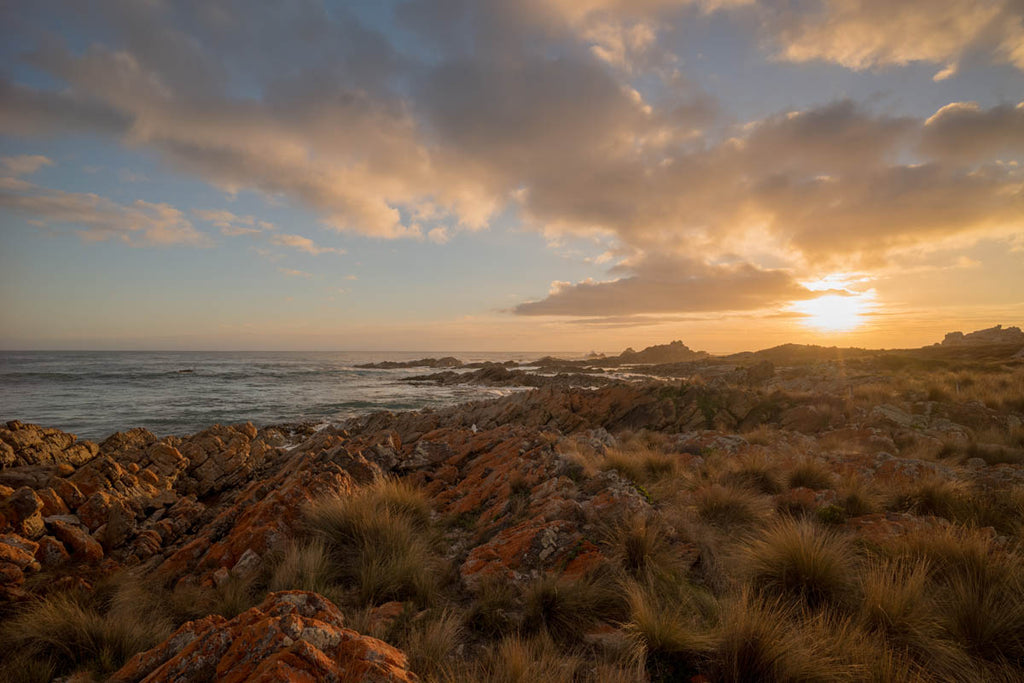 Tassie's west