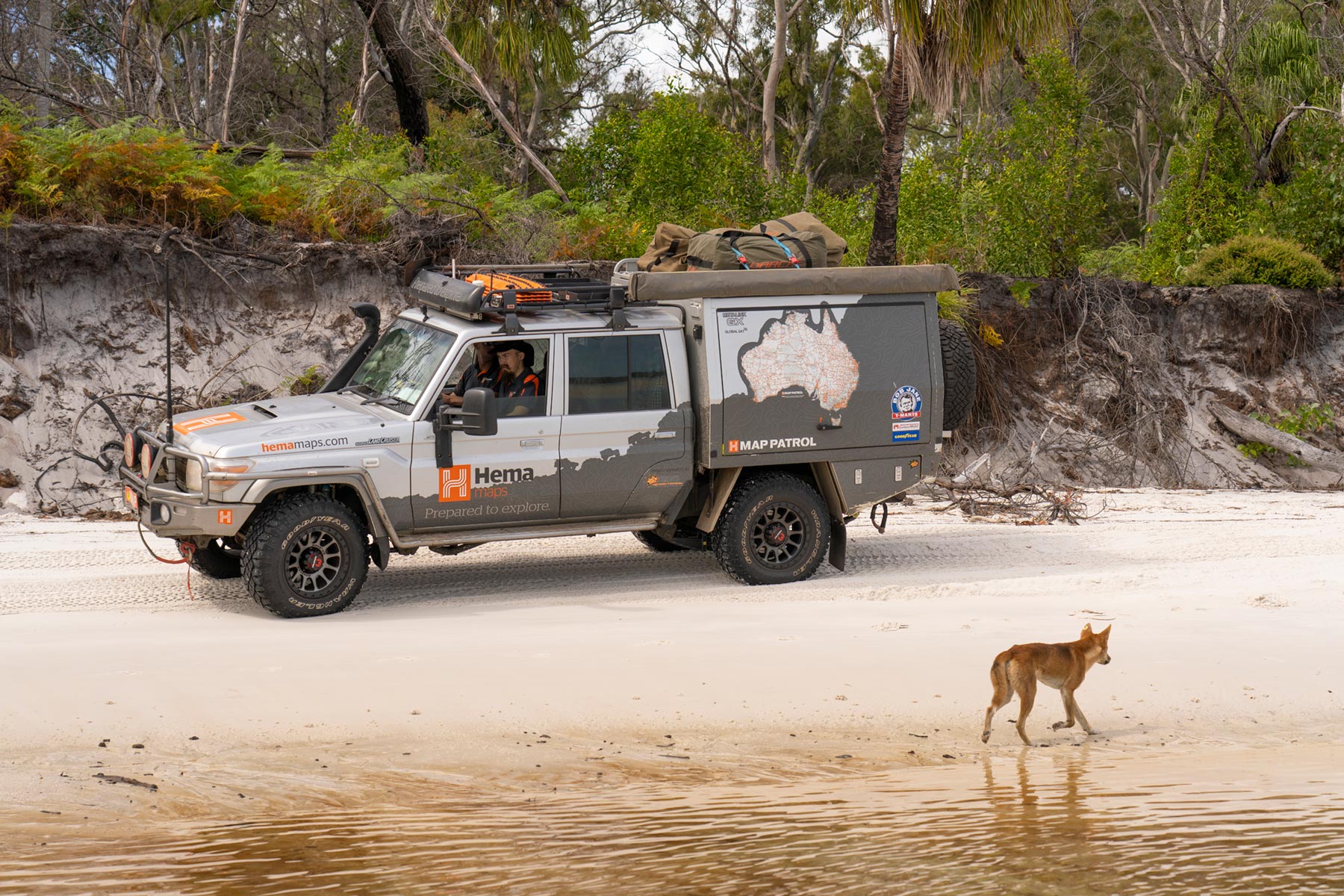 The Australian dingo: to be respected, at a distance