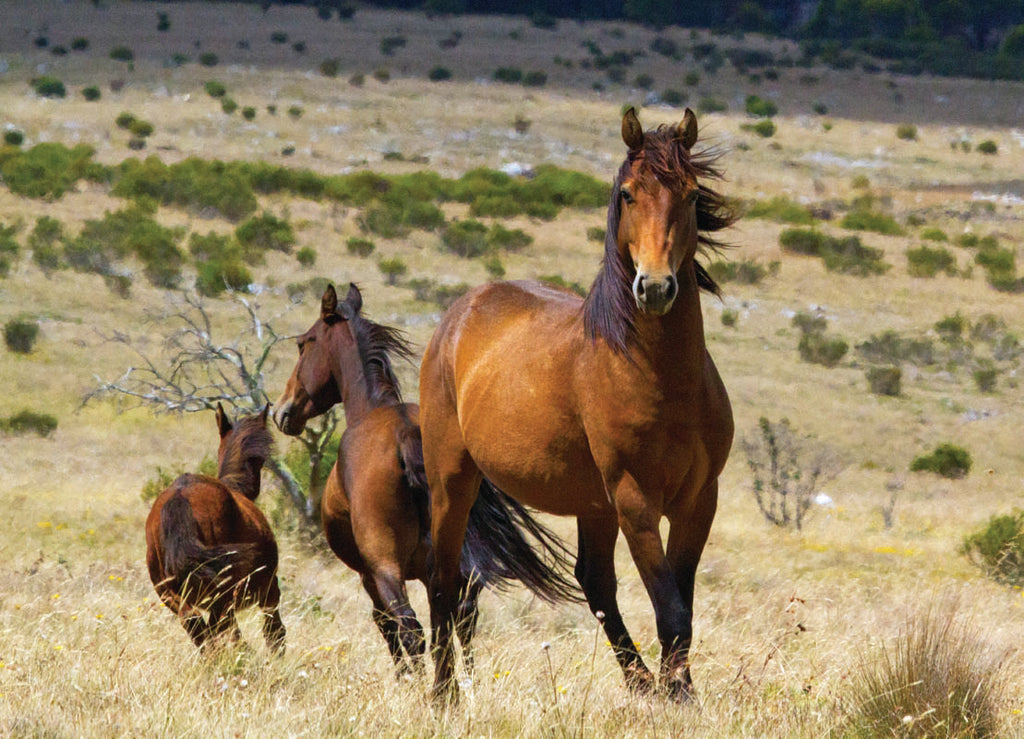 Wild Brumbies