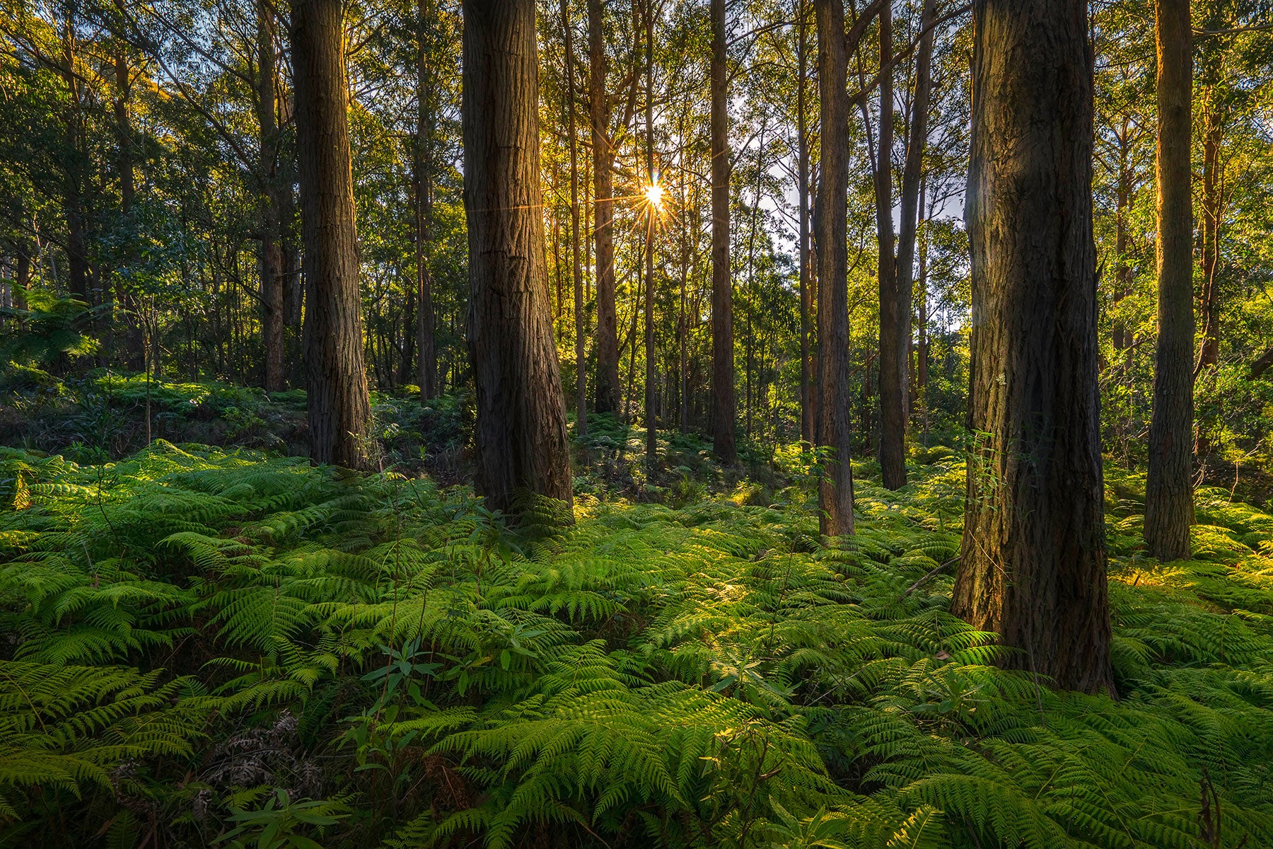 Barrington Tops National Park