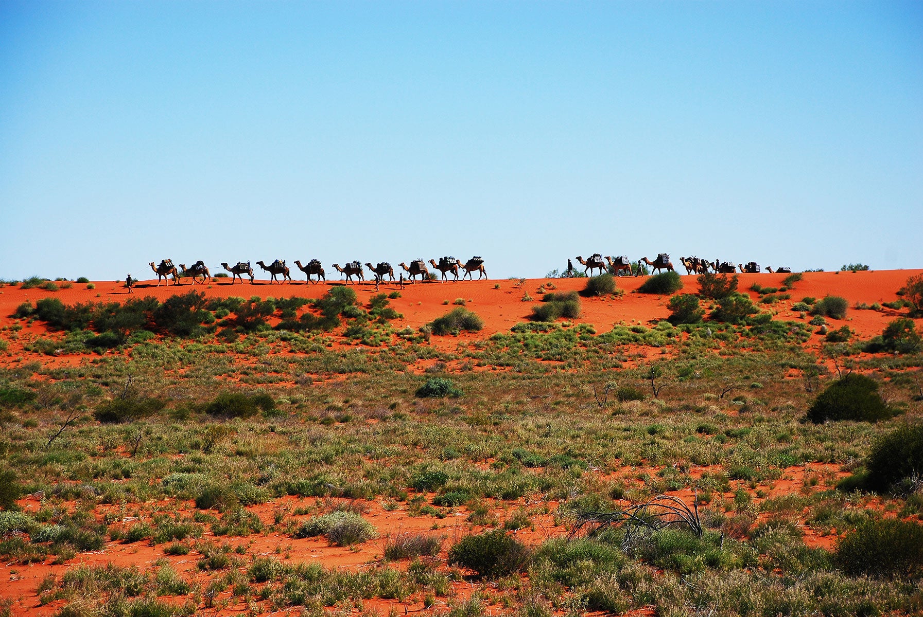 Camels Australia