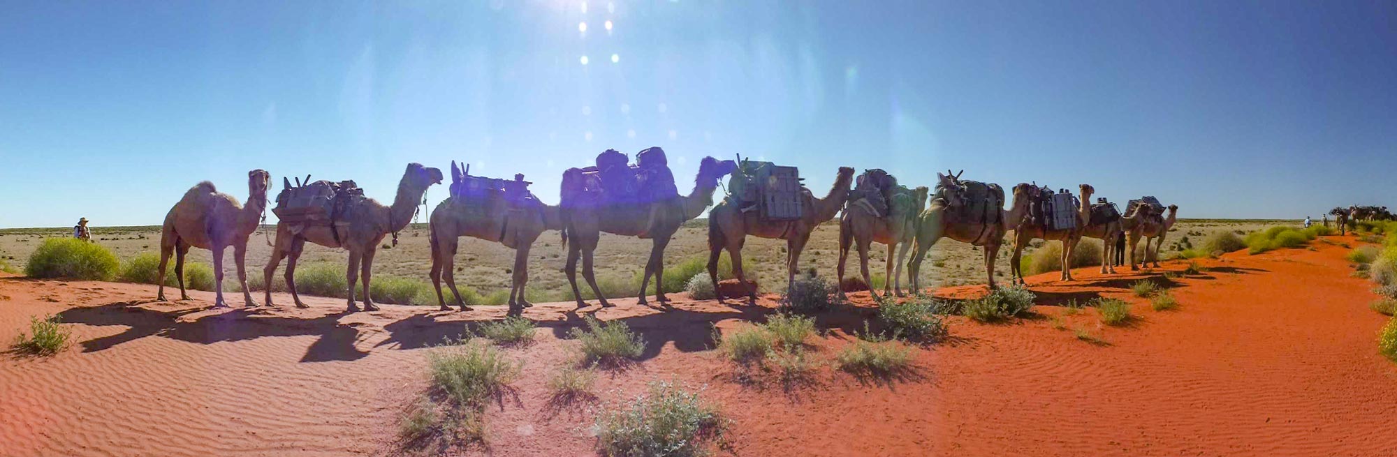 Camels Australia