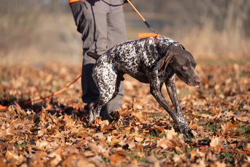 Fixing Bad Behavior In Your Bird Dog GSP-1.jpg__PID:5eda38a6-c953-41bb-bf33-906a34dfce9c