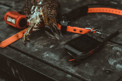 Ruffed Grouse Garmin Dog Tracking Training