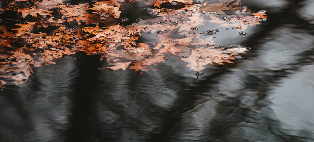 Herbstblätter auf dem Wasser