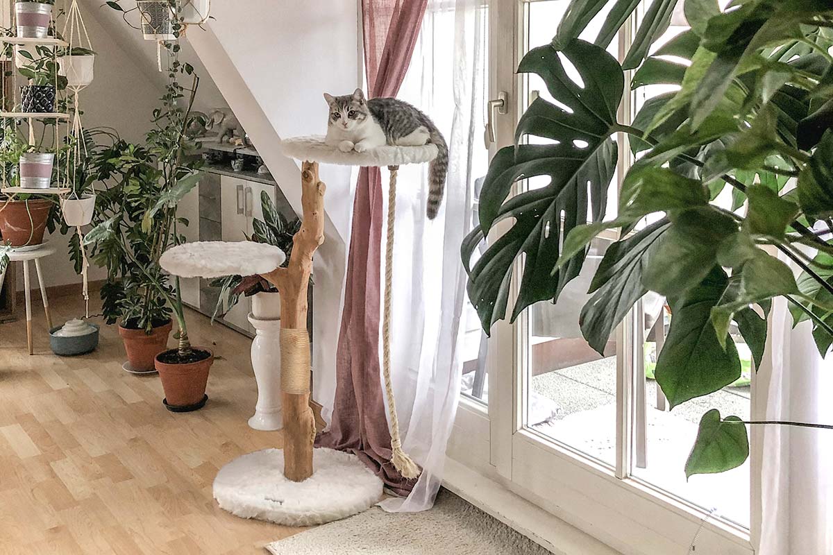 cat trees