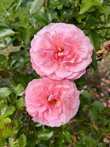 Blooms at Coursiana Gardens