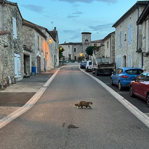 La Romieu street scene, with real cat