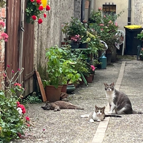 Three cats in a La Romieu alleyway