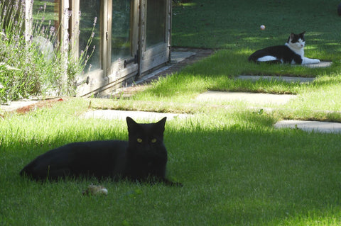 alfie y charlie en el jardin