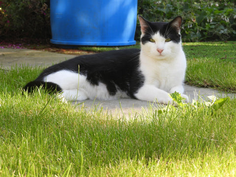 Alfie and Charlie in the Garden – The Cat Gallery